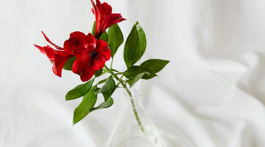 Szabadság-ideál Jézusnál