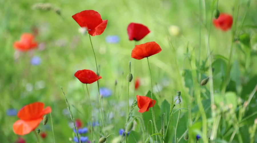 Hozsánna – emberhangra