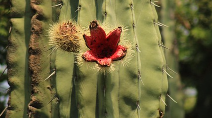 A kétség ajándéka